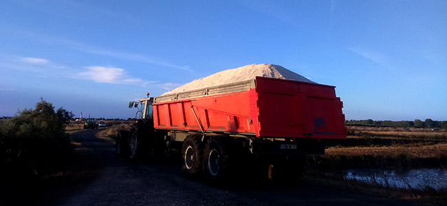 Chargement de la récolte de sel dans des camions