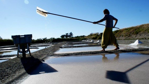 Fleur de Sel, un incontournable de notre alimentation